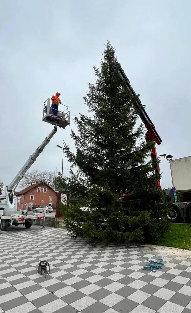 Brandl Transport-Logistik GmbH - Weihnachtsbaum-Transport 2024