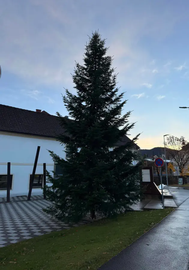 Transport Weihnachtsbaum zum Hauptplatz