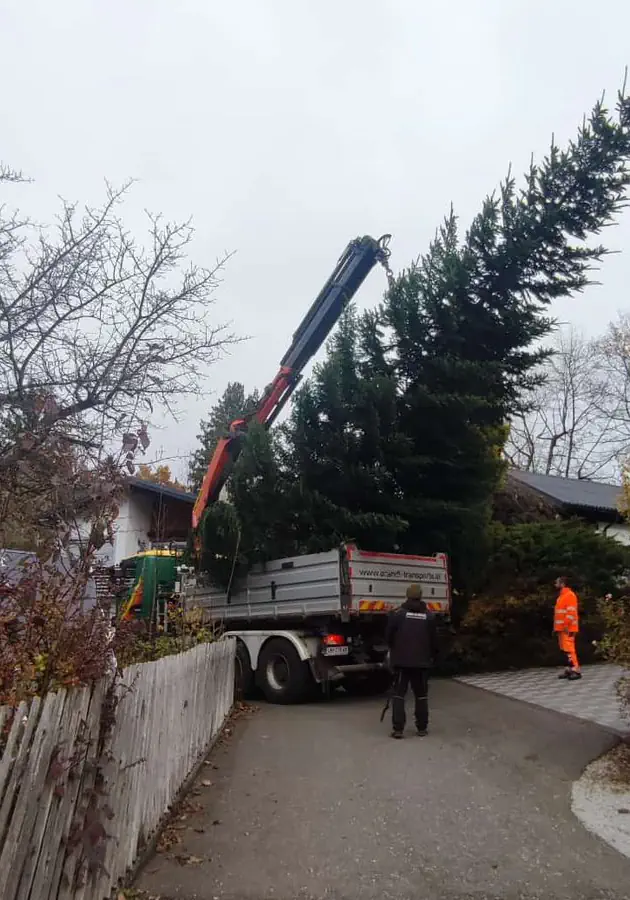 Transport Weihnachtsbaum zum Hauptplatz